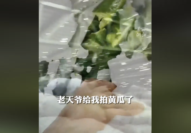 冰雹过后义乌人蔬菜大棚爆改星空顶