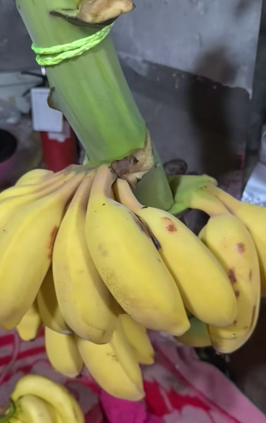 杭州一水果店开了二十几年只卖香蕉 日常销量惊人