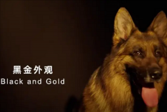 只有中国人才能看懂的散装英文 网友直呼越看越上头