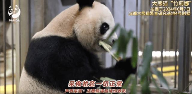 归国大熊猫被活体抽骨髓？假 基地严守非损伤原则
