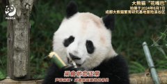 归国大熊猫被活体抽骨髓?假 基地严守非损伤原则