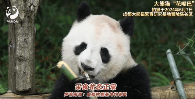 归国大熊猫被活体抽骨髓？假