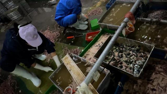 鸭肠、鹅肠工厂被曝光！卧底记者电话疑被泄露：李主任给的！