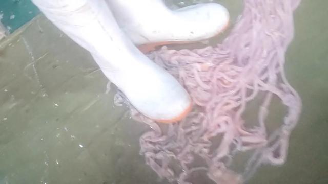 鸭肠、鹅肠工厂被曝光！卧底记者电话疑被泄露：李主任给的！