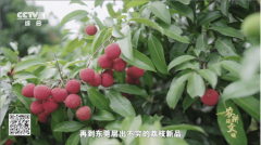 东莞荔枝品种和技术