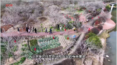 粤东陆河县螺洞村世外梅园成冬日旅游热点