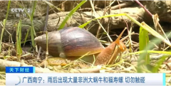 南宁惊现＂生态杀手