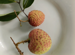 东莞三涌花场：老树