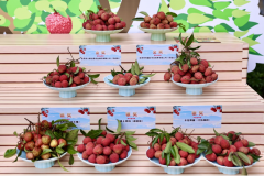 莞荔十二新种香飘四